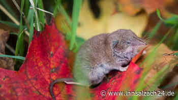 Bornavirus-Fälle im Kreis Mühldorf: Drei Studien geplant