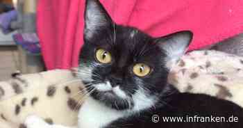 Tierheim Bamberg: Wer gibt Aqua eine Chance? Katze überlebte grausame Haltung nur durch Glücksfall