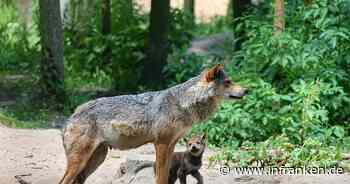 Veldensteiner Forst: Nachwuchs bei wild lebenden Wölfen - Fotofalle liefert den Beweis