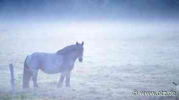Mutmaßlicher Pferde-Ripper in Jena festgenommen