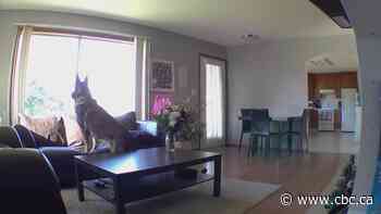 Buyer beware, economist says after Edmonton dog owner recounts 'nightmare' with sitter