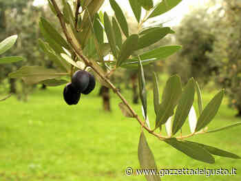 Olio Garda DOP: caratteristiche, sotto-zone e cultivar - La Gazzetta del Gusto