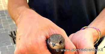 Il rondone ferito salvato dal turista coscienzioso: lieto fine a Garda - Trentino