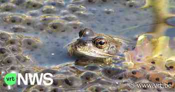 Al 6 van de 16 amfibieënpoelen in Merelbeke staan droog - VRT NWS