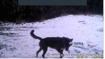 Monitoraggio nazionale del lupo: i primi risultati dei dati Ispra - www.amoreaquattrozampe.it