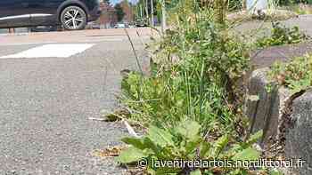 Arras: Il va falloir apprendre à vivre avec les mauvaises herbes - Nord Littoral