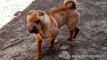 Adottare cani a Roma: i pet in cerca di una nuova casa