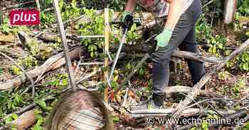 Raunheim: Kampf der Traubenkirsche - Echo Online