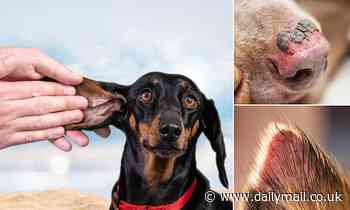 Vets urge owners to put SUNSCREEN on their pups - as the UK heads for deadly three-day 100F heatwave