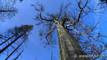 Giant Sequoias are nearly impossible to kill. Climate change is changing that (2021)