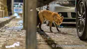 Wenn Fuchs auf Marder und Katze trifft : Wildtierkameras zeigen das Nachtleben in Berlins Gärten - Tagesspiegel Plus