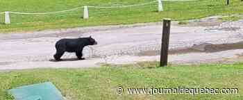 Un ours noir aperçu à Saint-Liguori