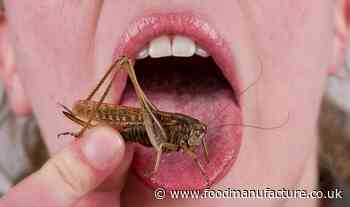 Edible insects to remain on the market during authorisation process