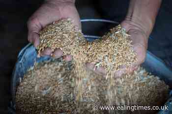 Russian and Ukrainian militaries set to discuss grain exports - Ealing Times