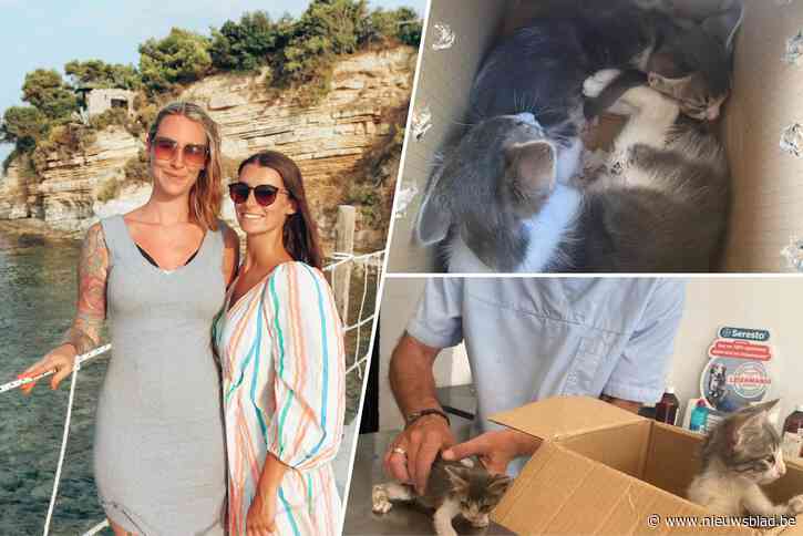Zussen starten crowdfunding om zwerfkittens van Grieks eiland over te vliegen naar ons land: “We kunnen het niet over ons hart krijgen hen weer de straat op te sturen”