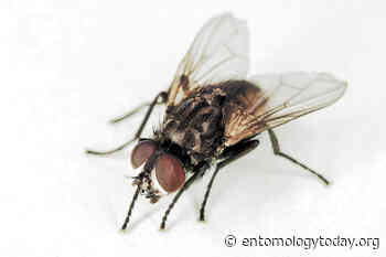 Study Shows Flies, Cockroaches Do Not Transmit Coronavirus - Entomology Today