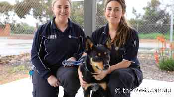 City of Greater Geraldton animal management facility nears capacity due to parvovirus outbreak in dogs - The West Australian