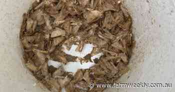 Budworm moth traps capture movement in the Geraldton and Kwinana East port zones - Farm Weekly