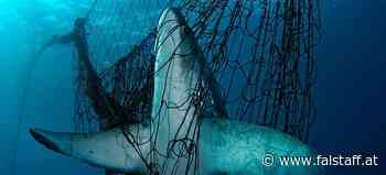 Mittelmeerurlaub: WWF warnt vor verstecktem Haifleisch