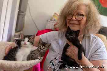 Geld und Personal fehlen: Tierheim in Treuen schließt - freiepresse.de