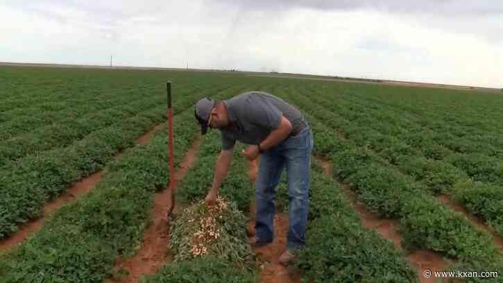 Texas A&M developing technology to help farmers know when to water