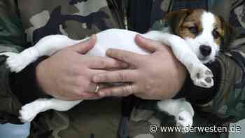 Hund in Essen: Große Sorge um Vierbeiner – Halterin mit Warnung - DER WESTEN