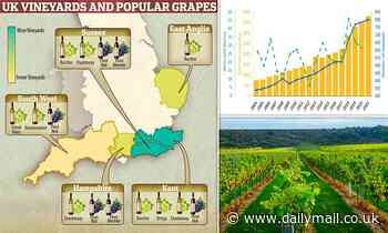 How the UK heatwave could pave the way for more BRITISH wines