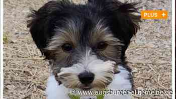 Hund in Falschparker-Streit getötet: "Das Köpfchen hing nur noch runter"