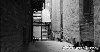 ‘Desperate Characters’ and the Chaos That Lies Beneath