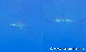 World's fastest shark that can top speeds of 45mph is spotted swimming near Barcelona