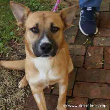 Providence Animal Center Pet of the Week: Justice - The Delaware County Daily Times