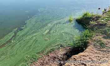 Things to know about possible algae bloom in Cobden lake - Ottawa Valley News