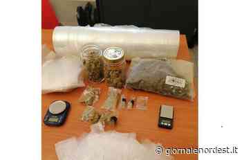 Oderzo/in casa aveva oltre 2 etti di marijuna, ultrasessantenne denunciato – Giornale Nord Est - giornalenordest