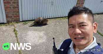 Verdwaalde bever opgepakt in Sint-Jozef bij Brugge: "Belangrijk dat we de familie vinden" - Vlaamse Radio- en Televisieomroeporganisatie