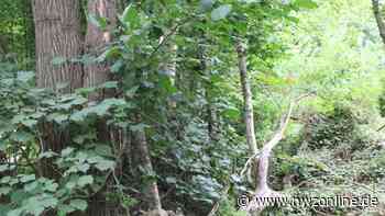 Grüne in Cloppenburg empört: „Vergessener Wald“ soll für Wohnbebauung fallen - Nordwest-Zeitung