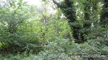 Unberührter Wald mitten in Cloppenburg: Einen Hektar Bauland opfern - Nordwest-Zeitung