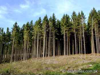 KP Forest Dept retrieves over Rs30 mln encroached reserve land in Makhnial - Daily Times