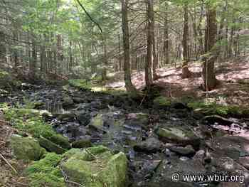 Program will pay Mass. landowners to use 'climate-friendly' forest management - WBUR News