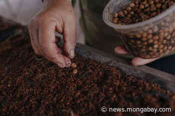 Natural regeneration and women-led initiatives help drive Atlantic Forest Pact - Mongabay.com