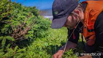 How a windswept forest ecosystem called krummholz could help protect P.E.I.'s shoreline - CBC.ca