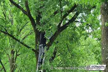 Applaus voor behulpzame werknemer die kat uit de boom haalde - Westerwolde actueel