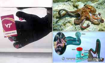 Scientists develop an octopus-inspired GLOVE that lets divers grasp objects underwater