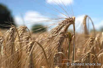 Alken-Maes kiest voor lokaal geteelde gerst voor haar Cristalpils - Kanaal Z