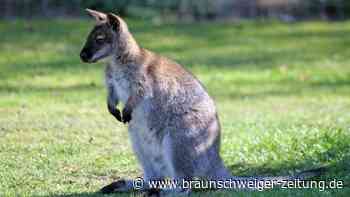 Kuriose Tiersuche: Känguru am Ammersee ausgebrochen
