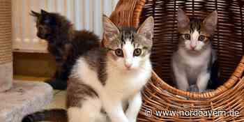 Im Tierheim Erlangen warten über 20 Babykätzchen auf ein Zuhause - Nordbayern.de