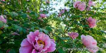 Erlangen: Botanischer Garten öffnet die Pforten am Sonntag - Nordbayern.de