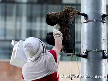 Downtown abuzz after honeybee swarm takes up residence on LRT signal light