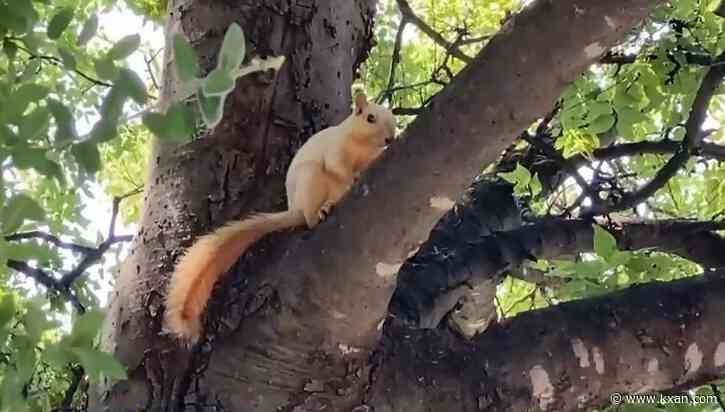 There's a UT legend about 'albino' squirrels and we just saw one