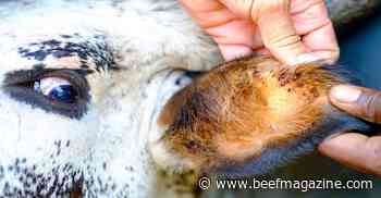 Webinar to discuss small tick causing big problems for cattle