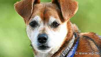 Tierheim Siegen: Kleiner Rüde Smarty im Karton ausgesetzt - WP News
